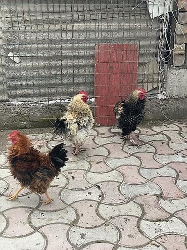 петухи адлер: Продаю | Петух — 1