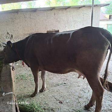 ит мышык: Сатам | Уй (ургаачы) | Швиц | Сүт алуу үчүн | Байланган — 10