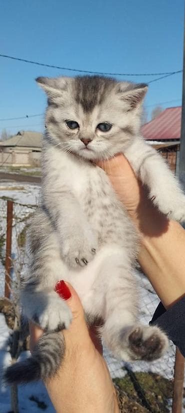 Скотиш Страйт (Шотландская прямоухая), 1 месяц, Девочка, Серебристая шиншилла, Приучена к лотку, Проглистована