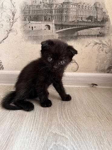 короткошёрстная: Котята из одного помёта - Порода/тип: домашние короткошёрстные, есть — 5