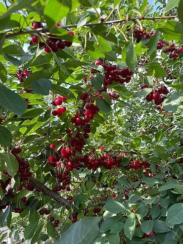 тошок новый: Вишня Оптом, Самовывоз — 3