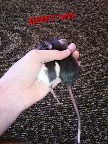 фландр кролик купить: Предлагаются к продаже маленькие крысята, разных окрасов, включая — 2