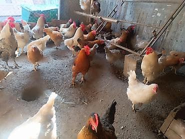 бройлер корм: Сатам | Тооктор | Үй | Көбөйтүү үчүн — 1