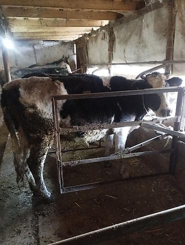 Аквариумы: Продаю | Корова (самка) | Голштин, Алатауская | На откорм — 8