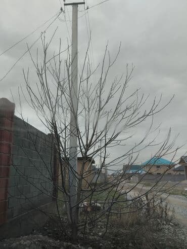 Саженцы деревьев: Ореховые деревья, Самовывоз