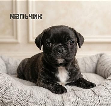 Продажа собак: Бульдог, 1 месяц, Самец — 1