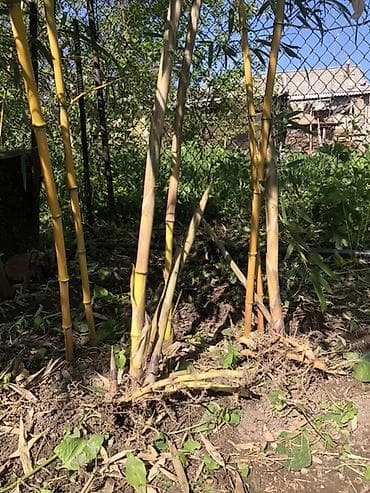 Бамбук декоративный (садовый) - Вид: крупный садовый бамбук с