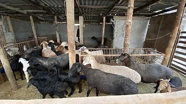 купить барана: Продаю | Овца (самка), Ягненок | На забой, Для разведения | Матка, Ягнившаяся — 2