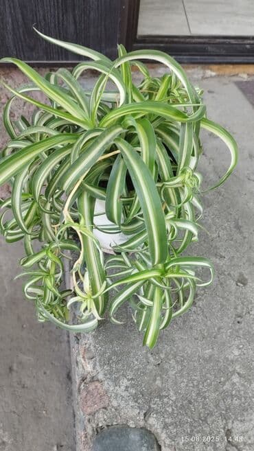 растения для аквариума: Растение хлорофитум, также известное как "паучье растение" — 1