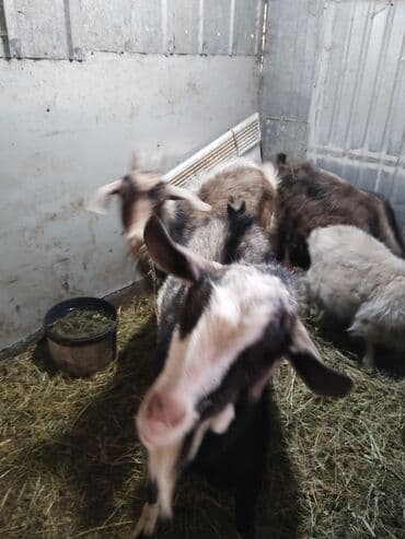 Продаю | Коза (самка), Козёл (самец), Козлёнок | На забой, Для разведения | Котные, Осеменитель