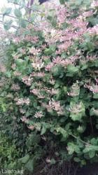 купить саженцы лагерстремии: Көчөттөр дарактардын: Глициниялар, Өзү алып кетүү — 2