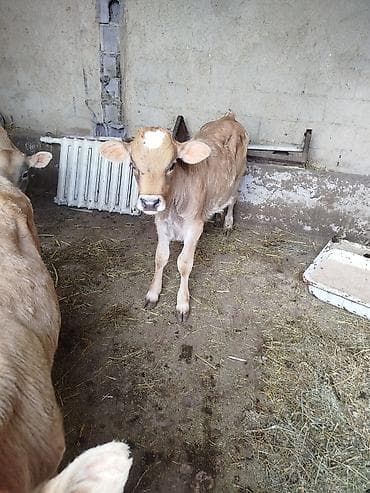 куплю молочных телят: Продаю | Тёлка | Джерсейская | Для разведения — 1