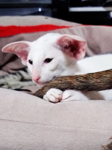 продажа породистых кошек: Ориентальная, 2 месяца, Девочка, Белый, Приучена к лотку, Проглистована, С документами — 4