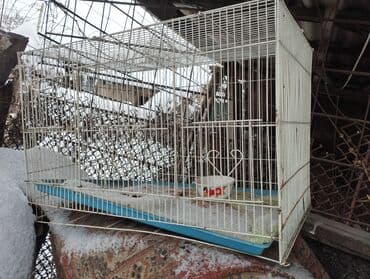 акустические системы protech колонка в виде собак: Клетки для грызунов и птиц Если нужен конкретный размер или — 3