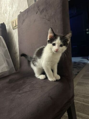 кошки купить бишкек: Беспородная, 2 месяца, Мальчик, Белый, Приучена к лотку — 2