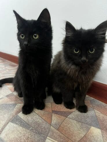 котята отдам в добрые руки: Мышык бекер берилет: Породасыз, 5 айлык, Эркек, Курттардан тазаланган — 5