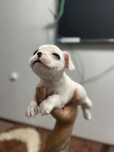 сколько стоит бульдог: Добрый день! Дамы и господа! Вашему вниманию предлагаются элитные — 2