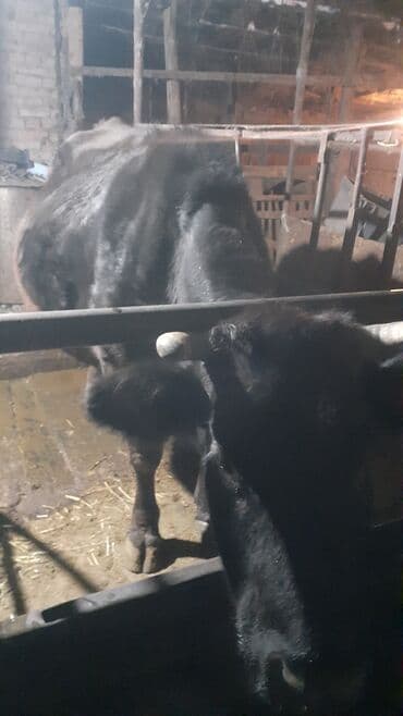 бычки в токмоке: Сатам | Уй (ургаачы) | Голштин | Союуга — 1