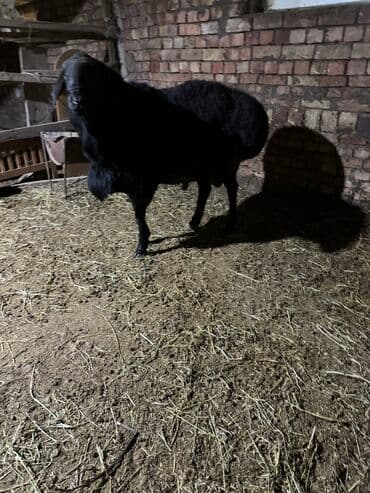 домик для собаки: Сатам | Кочкор (эркек) | Арашан | Көбөйтүү үчүн — 2