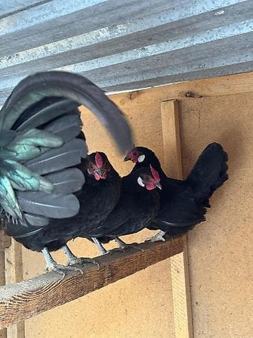 Продаю | Куры, Петух