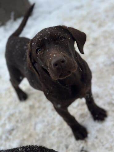 питбуль токмок: Щенки лабрадор -ретривер 🐾 Рождены-27.07.2025 Шоколадного окраса С — 1