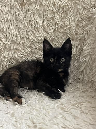ит мышык: Отдам котёнка в хорошие руки. 🐾 Котёнок черепахового окраса. Девочка — 3