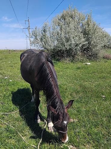 жаныбарлар: Сатам | Бээ (ургаачы) | Жумушка — 3