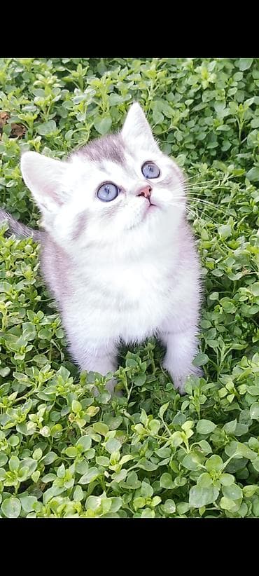 котята сибирской кошки: Скотиш Страйт (Шотландская прямоухая), 1 месяц, Девочка, Серебристая шиншилла, Приучена к лотку, Проглистована — 1