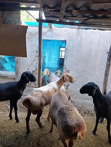 алабай: фото щенки: Продаю | Овца (самка) | Полукровка | Для разведения | Матка — 1