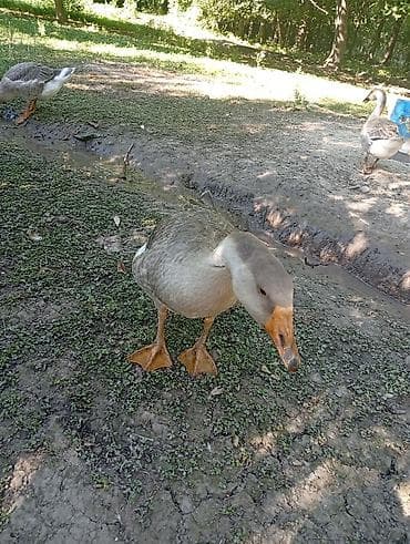 кошка серая: Продаю | Куры | Для разведения — 5