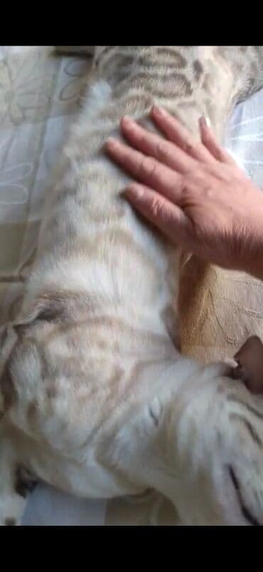 английский бульдог бишкек: Бенгальская, 2 года, Мальчик, Белый, Кастрирована, Проглистована, С документами — 9