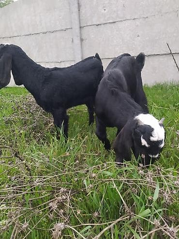 индийский бегунок купить: Продаю | Козлёнок | Нубийская | Для разведения — 3