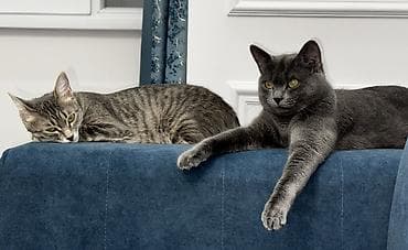 кошки сиамские: Отдам бесплатно, только в добрые руки. Остался только один котенок - — 4