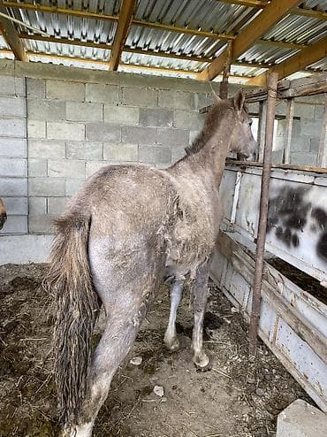 лошадей: Продаю | Кобыла (самка) | Полукровка | На забой, Для разведения, Для молока — 2