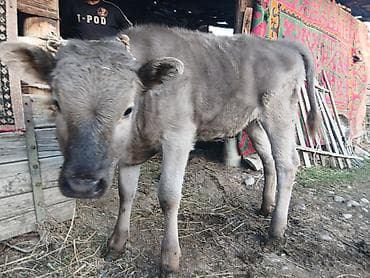 собака лабрадор купить: Продаю | Музоо, торпок | Для разведения | Привязанные — 1