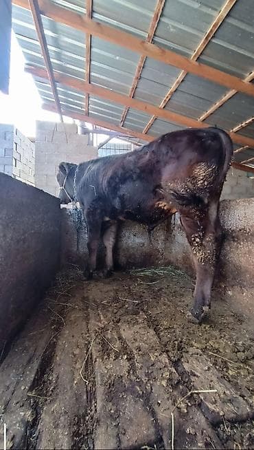 Продаю | Бык (самец) | На откорм | Привязанные