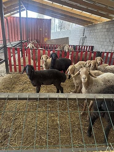 кой сатам: Сатам | Козу | Арашан | Көбөйтүү үчүн | Токту — 3