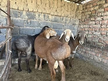 Продам с/х животных: Продаю | Баран (самец) | Арашан | На забой | Осеменитель — 5