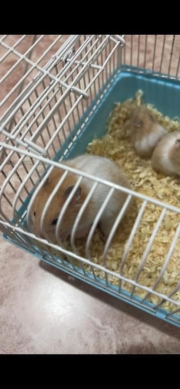 Сирийские хомячки, бежево-кремовый окрас. На фото — подросшие малыши