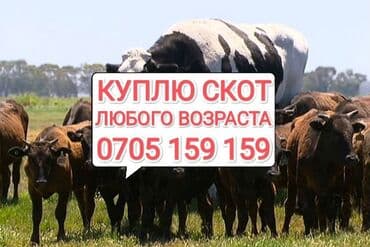 Куплю | Лошади, кони, Коровы, быки, Другие с/х животные | Круглосуточно, Любое состояние, Забитый