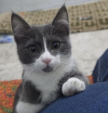 кошку ош: Ищем своего котенка😭 Ищем нашего котенка, зовут Томас. Оставляли на — 1