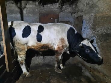 хомяк домашний купить: Продаю | Бык (самец) | На откорм | Осеменитель — 2