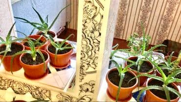 комнатные растения из голландии в бишкек каталог: Фотографии уже устарели. Теперь все алоэ намного выше и больше! — 9