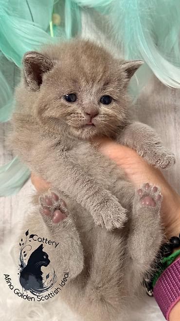 билгийская овчарка: Британская короткошёрстная, 1 месяц, Девочка, Лиловый, Приучена к лотку, Проглистована — 8