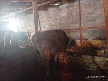 боз ат: Продаю | Бык (самец) | Швицкая — 2