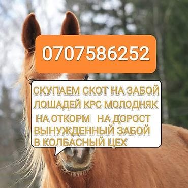 выдвижной ящик: Колбасный цех : Коровы, быки, | На забой, на мясо — 1