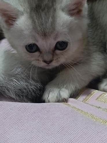 купить ежика бишкек: 1 месяц, Мальчик, Серебристая шиншилла, Приучена к лотку — 3