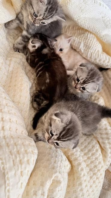 британская кошка цена бишкек: Начинаем бронирование !!!! Шотландские котята скоттиш страйт и — 4