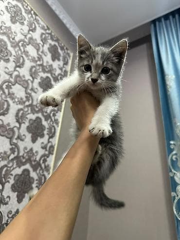 собака яктерер: 2 месяца, Девочка, Биколор, Приучена к лотку — 4