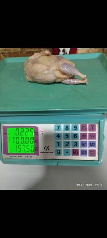 купить инкубационное яйцо несушек: Продаю Суточных перепелят. под заказ. яйцо инкубационное по 7 — 4